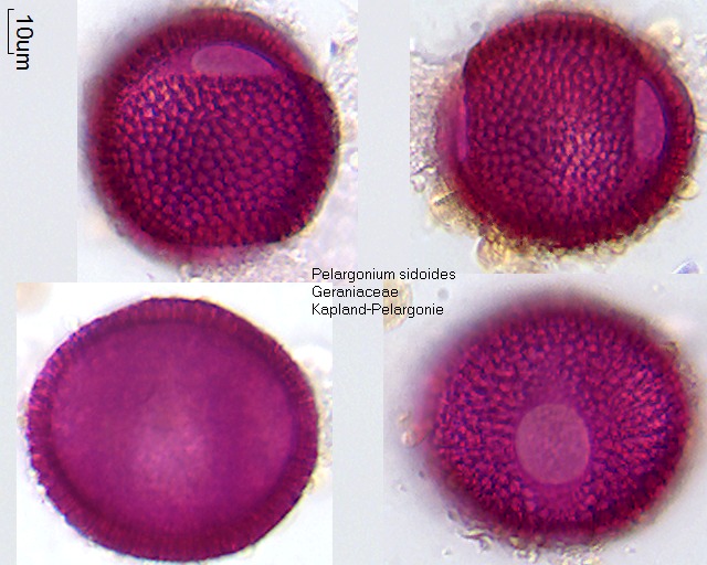 Pollen von Pelargonium sidoides