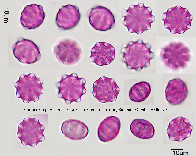 Pollen von Sarracenia purpurea
