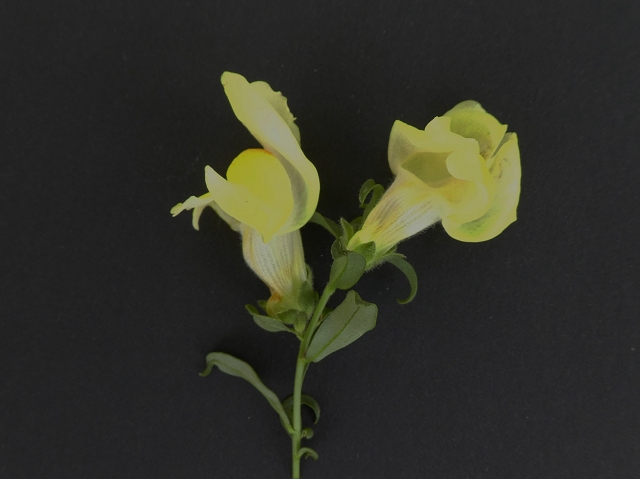 Datei:VAntirrhinum latifolium.JPG