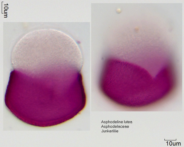 Pollen von Asphodeline lutea