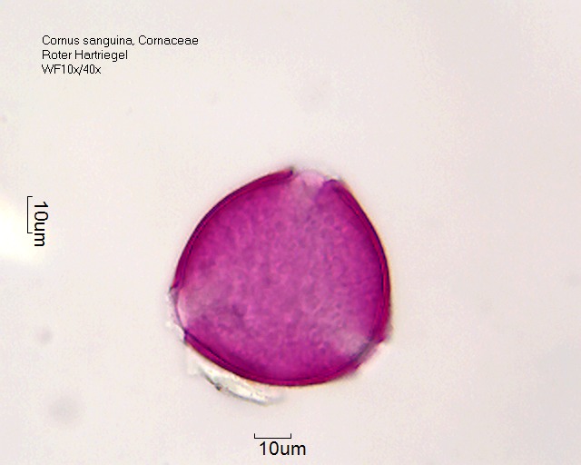 Cornus sanguinea (2).jpg