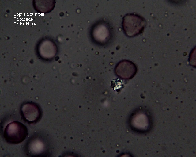 Datei:Baptisia australis-Kristalldrusen (2).jpg