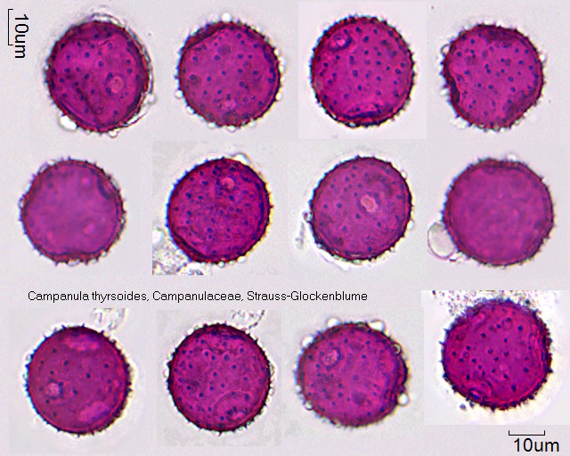 Pollen von Campanula thyrsoides