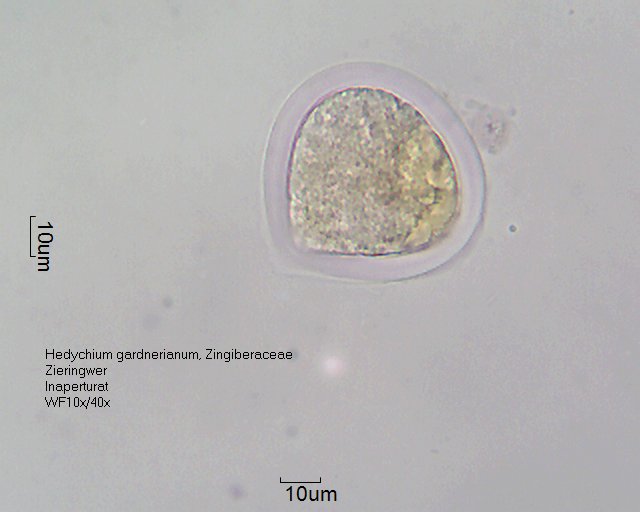 Pollen von Hedychium gardnerianum