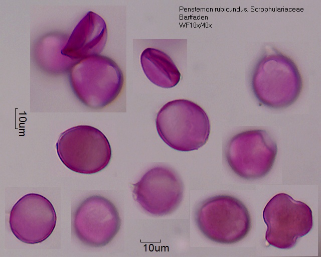 Pollen von Penstemon rubicundus
