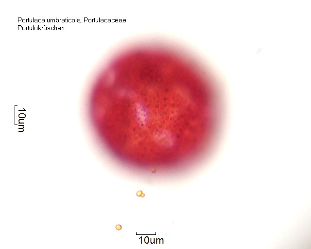Portulaca umbraticola – Pollen-Wiki