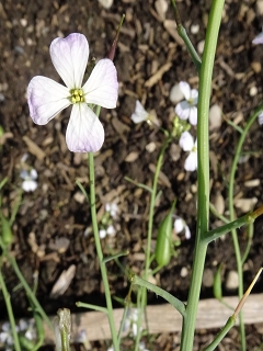 VRaphanus sativus.JPG