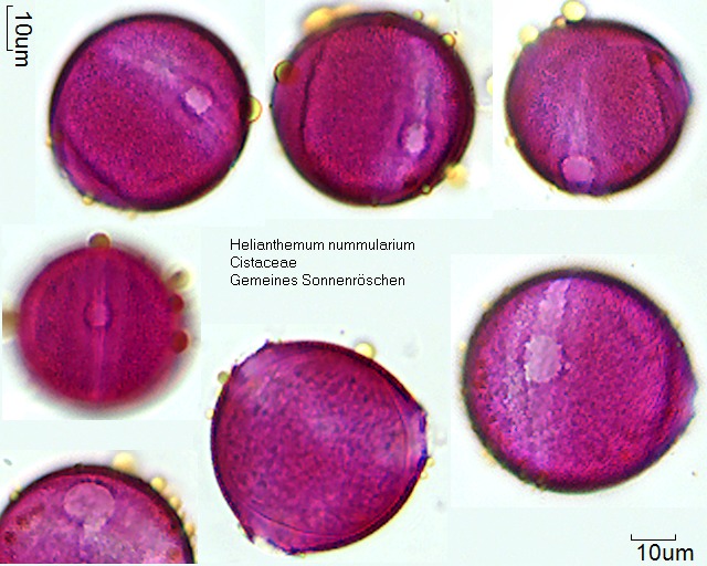 Pollen von Helianthemum nummularium