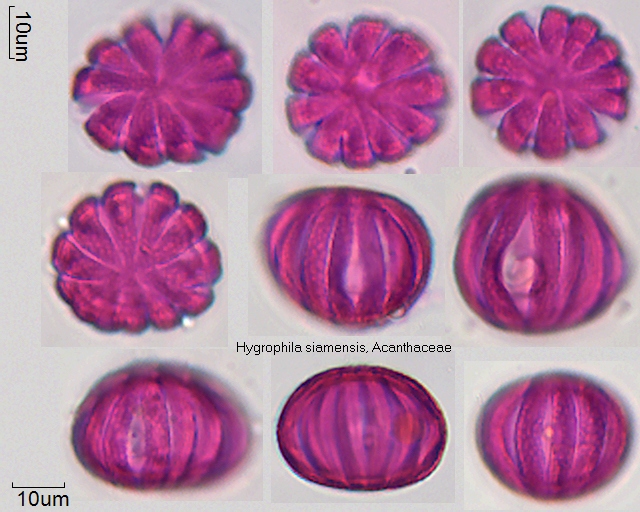 Datei:Hygrophila siamensis.jpg