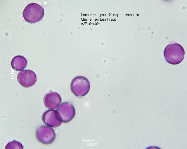 Datei:Linaria vulgaris (1).jpg