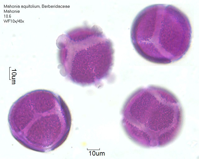 Pollen von Mahonia aquifolium