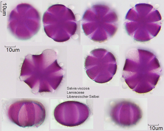 Pollen von Salvia viscosaPollen von Salvia viscosa