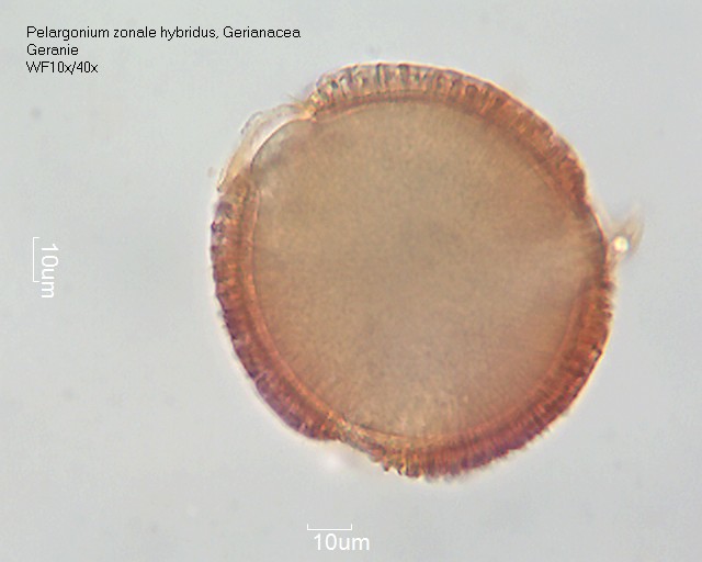 Datei:Pelargonium zonale hybridus (2).jpg