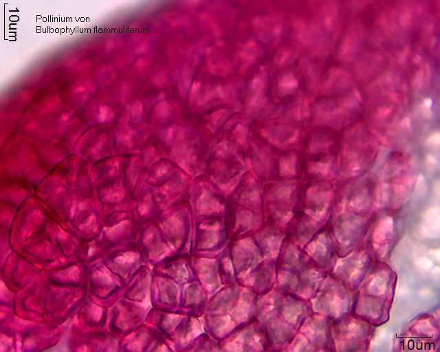 Oberfläche Pollinium von Bulbophyllum flammuliferum