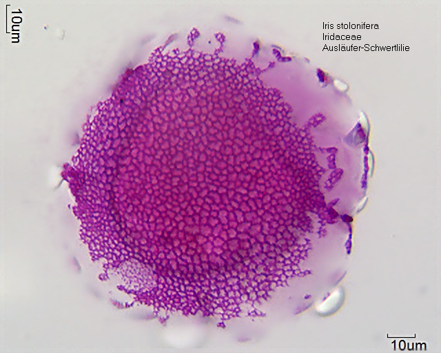 Iris stolonifera (5)