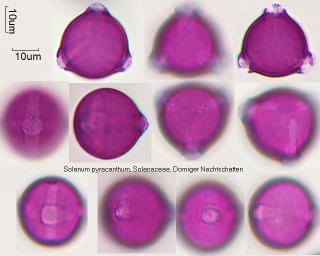 Pollen von Solanum pyracanthum