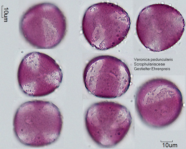 Pollen von Veronica peduncularis