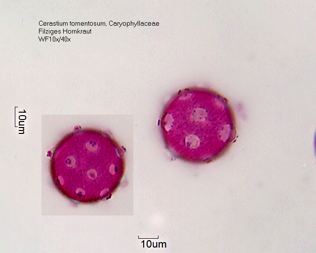 Pollen von Cerastium tomentosum
