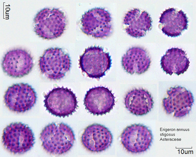 Pollen von Erigeron annuus strigosus