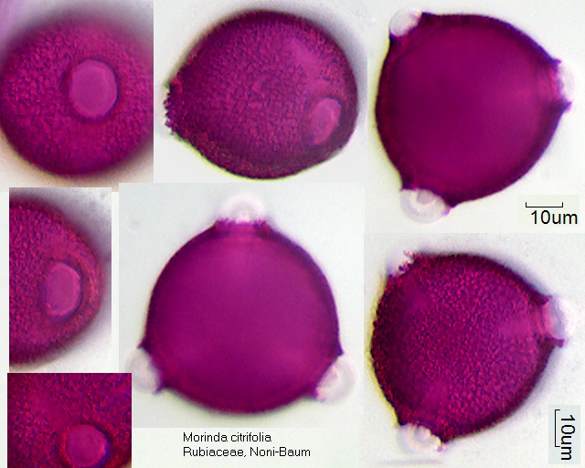 Pollen Morinda citrifolia