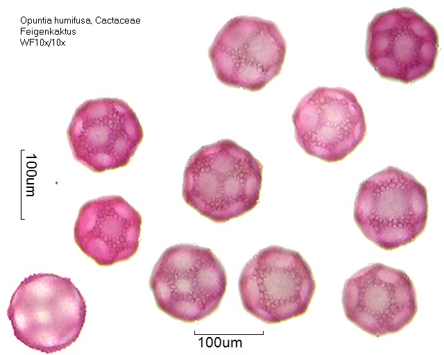 Datei:Opuntia humifusa (3).jpg