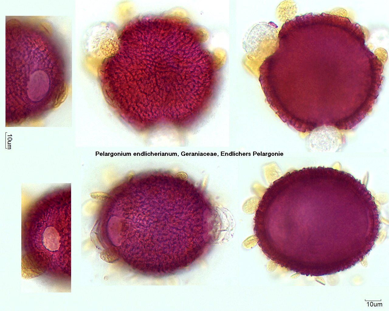 Pollen von Pelargonium endlicherianum