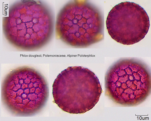 Pollen von Phlox douglasii
