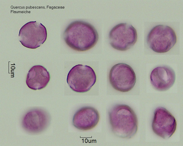 Pollen von Quercus pubescens1