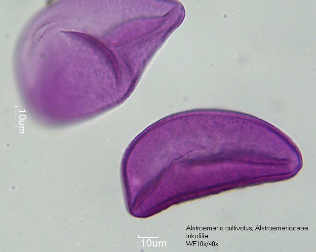 Pollen von Alstroemeria cultivars