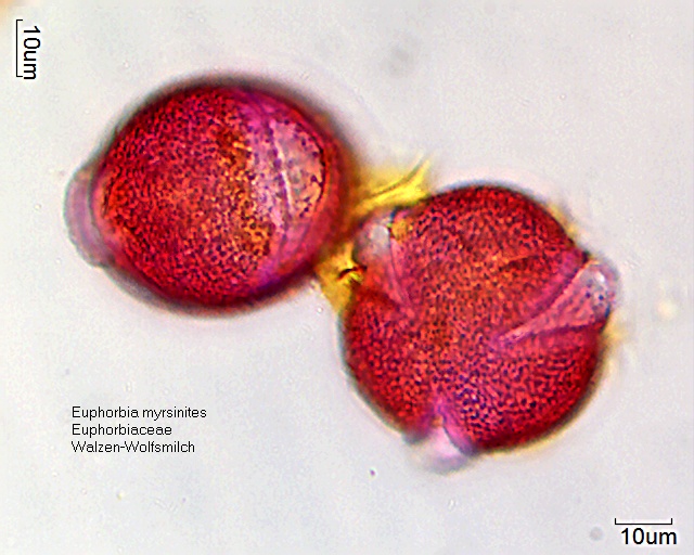 Pollen von Euphorbia myrsinites