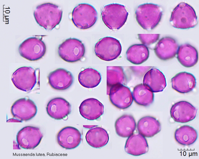 Pollen von Mussaenda lutea