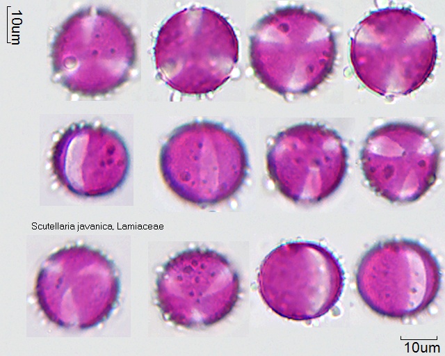 Pollen von Scutellaria javanica, tricolpat