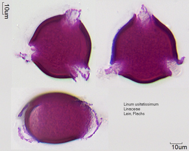 Pollen von Linum usitatissimum, 1-100