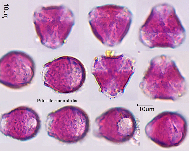 Pollen von Potentilla alba x sterilis