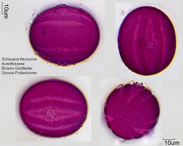 Datei:Schaueria flavicoma (2).jpg