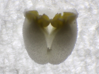 Datei:Dendrobium nobile-Pollinarium2.jpg