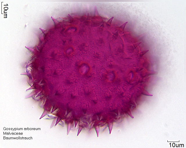Pollen von Gossypium arboreum