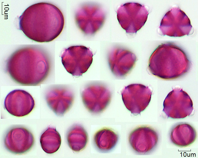 Pollen von Lythrum junceum