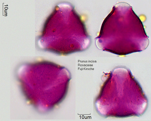 Pollen von Prunus incisa
