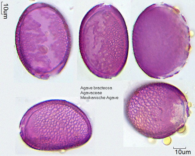 Pollen von Agave bracteosa (1).jpg