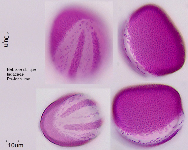 Pollen von Babiana obliqua