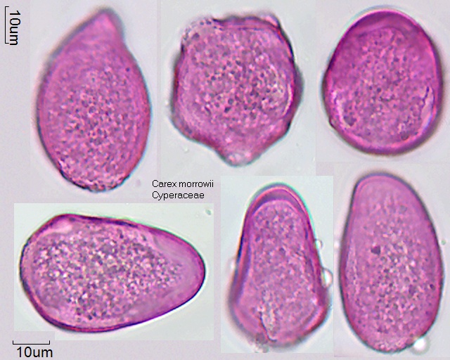 Pollen von Carex morrowii, Präparat 1-062-1