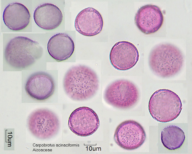 Pollen von Carpobrotus acinaciformis
