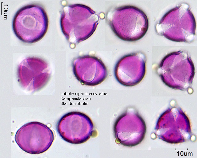 Pollen von Lobelia siphilitica