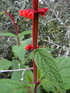 Datei:VSalvia confertiflora.JPG