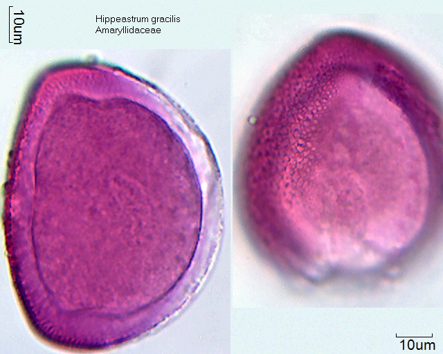 Hippeastrum gracilis (2).jpg
