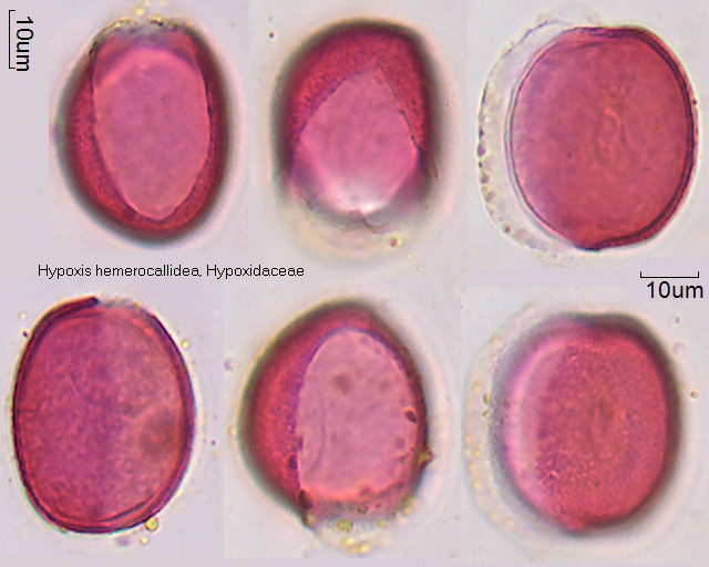 Pollen von Hypoxis hemerocallidea