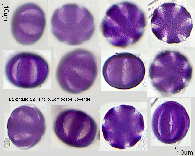 Pollen von Lavandula angustifolia