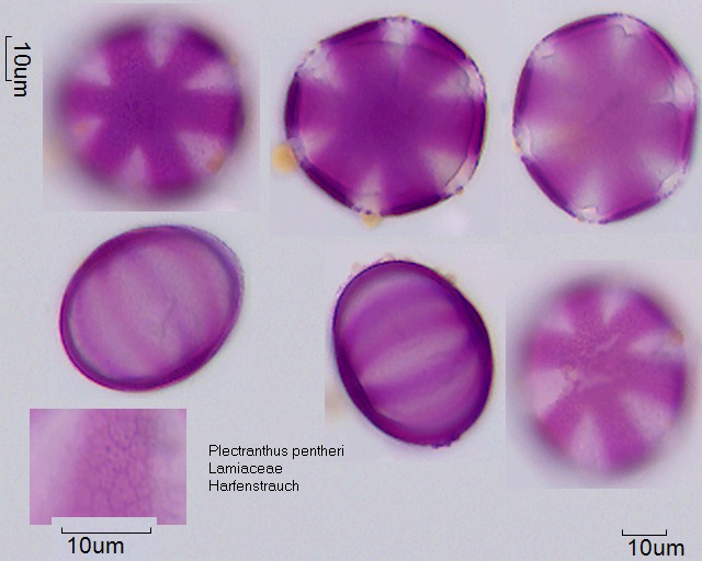 Pollen von Plectranthus pentheri