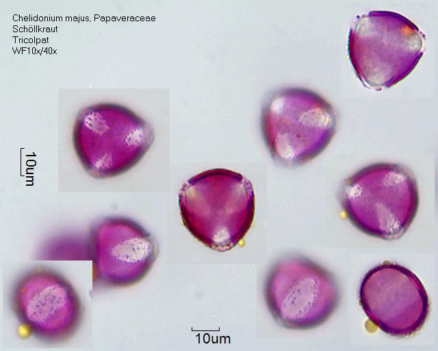Pollen von Chelidonium majus
